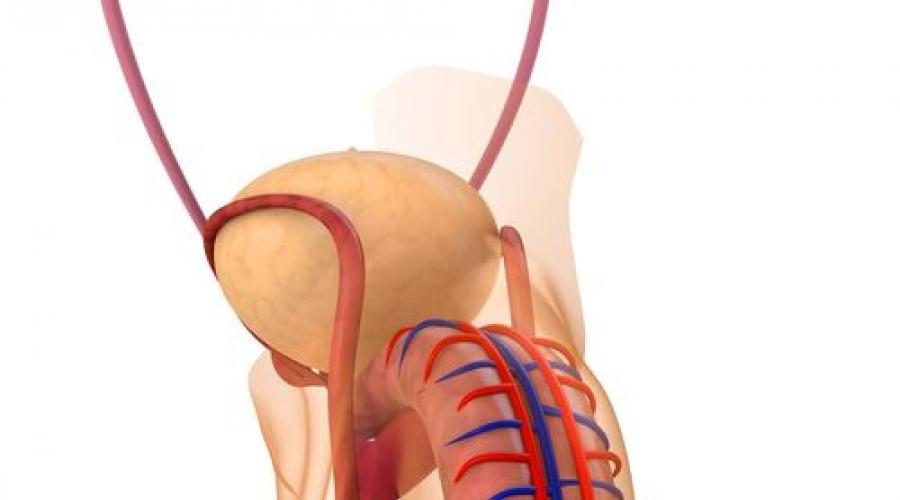 Строение и функции наружных половых органов женщины. Анатомия мочеполовой системы мужчины и строение пч