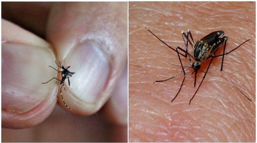 Почему комаров. Почему комары одних людей кусают, а других нет. Реакция на укусы зависит от особенностей иммунной системы