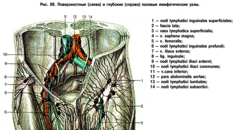 Поверхностные вены нижней конечности. Анатомия Вены бедра анатомия
