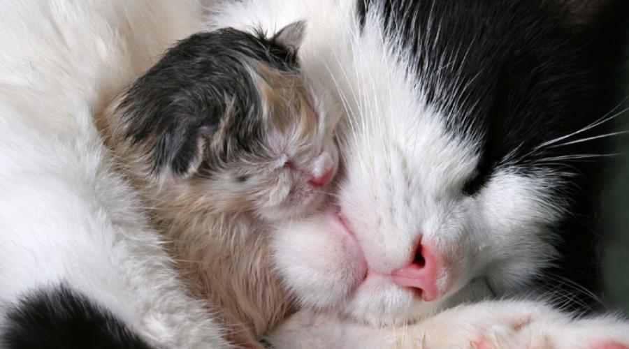 رعاية قطة منزلية بعد الولادة.  رعاية قطة بعد الولادة بدون قطط. سلوك قطة بعد الولادة بعد 3 أسابيع