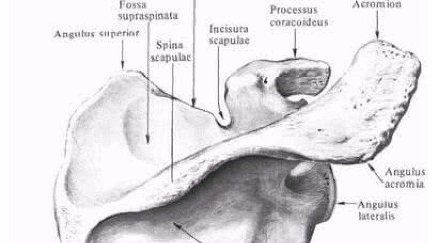 Строение плечевого сустава. Функции и анатомия плечевой кости человека Малый бугорок плечевой кости