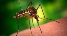 Лечение укусов насекомых народными средствами