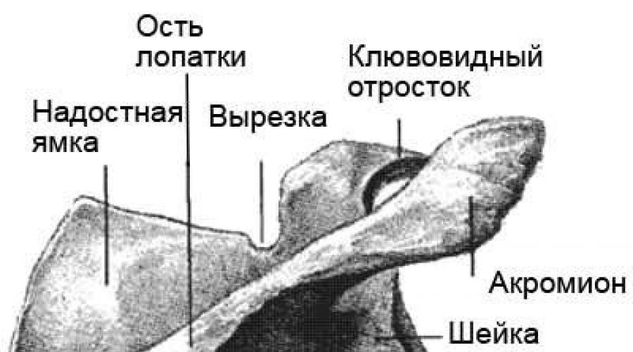 Как устроено плечо человека, его функции и особенности. Анатомия: Плечевая кость Анатомические элементы дистального эпифиза плечевой кости