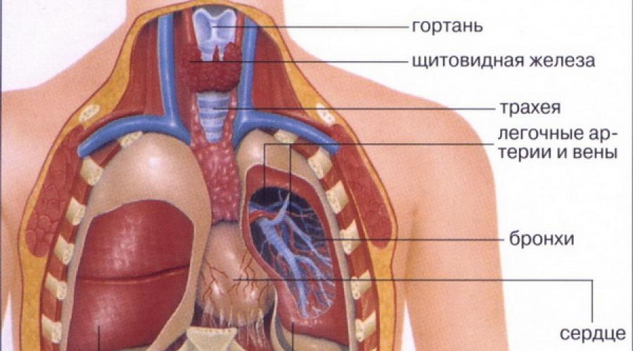 Анатомия человека схема внутренних органов. Внутренние органы человека