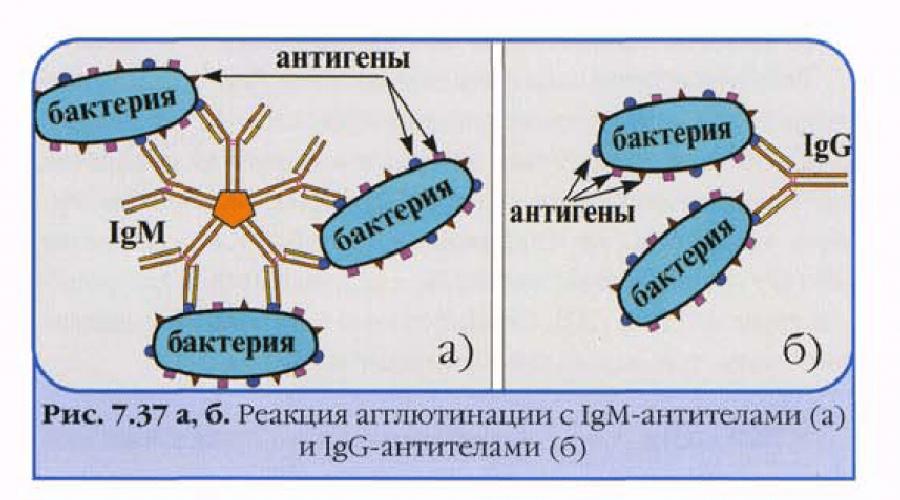 Функции антител. Антитела, структура и функции Биологические свойства антител