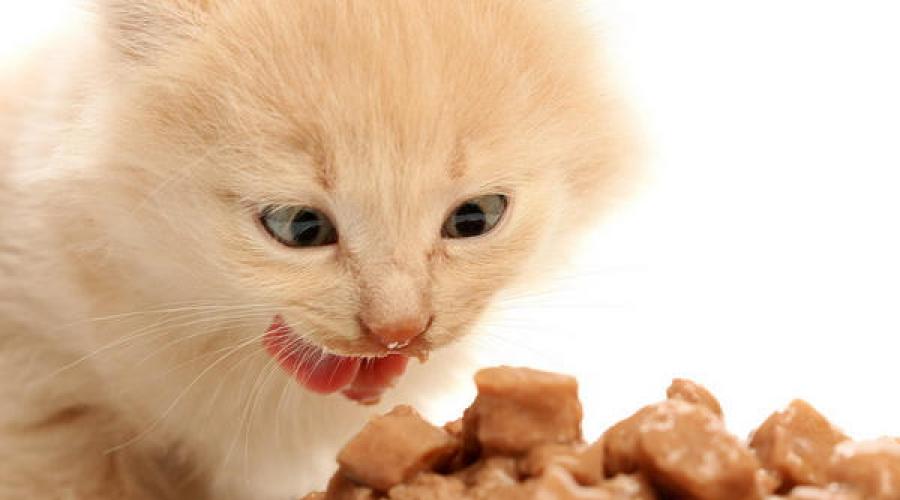 كيفية اختيار طعام جاف جيد للقطط.  طعام القطة.  غرانددورف - قائمة اللحوم واسعة النطاق