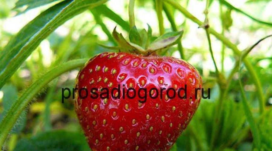 زراعة بقايا الفراولة والعناية بها في سيبيريا.  زراعة الفراولة ورعايتها في سيبيريا.  رعاية الفراولة المتبقية في سيبيريا