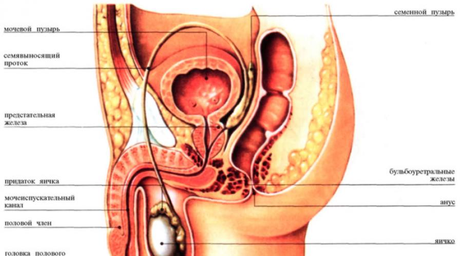 Мужские половые органы наружные и внутренние строение функции. Схема строения половой системы. Наружные половые органы мужчины. Наружные половые органы строение анатомия. Ампула семявыносящего протока анатомия.