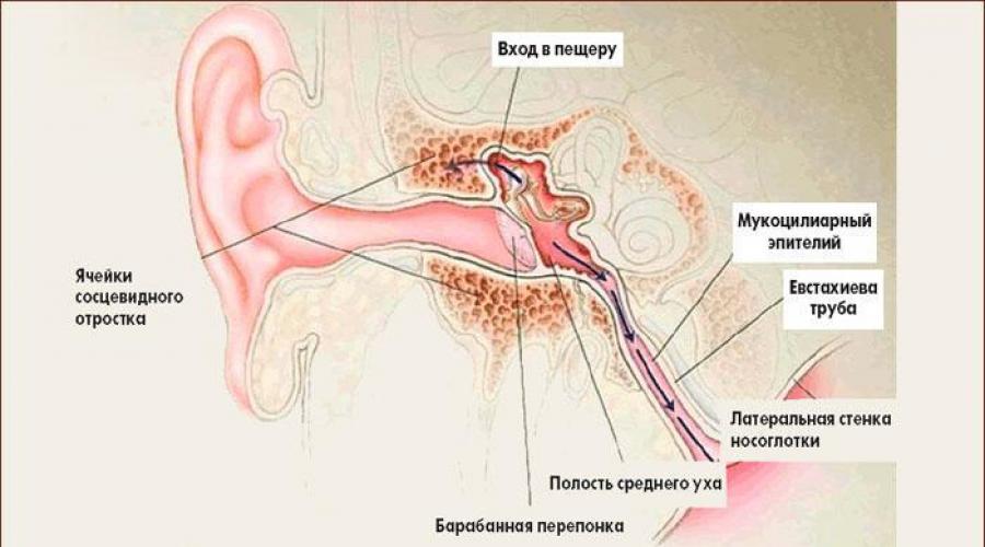 هيكل الأذن الخارجية للإنسان.  الأذن الخارجية: الهيكل والوظائف.  التهاب الأذن الخارجية للإنسان.  قناة استاكيوس في تشريح هيكل الأذن الوسطى للإنسان