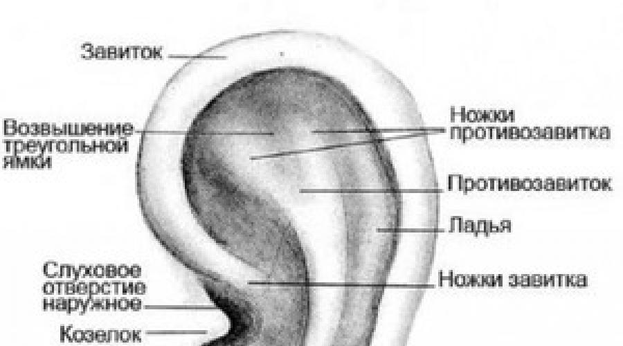 Внешняя часть уха. Слуховые косточки: общее строение. Слуховой аппарат человека