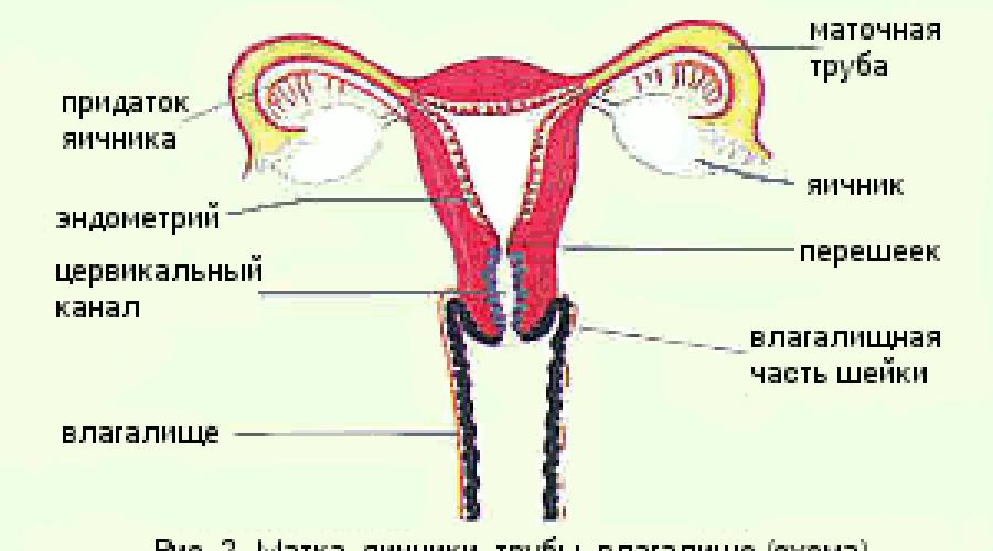 Анатомия и физиология репродуктивной системы женщины. Репродуктивная женская система: эмбриология, анатомия, органы