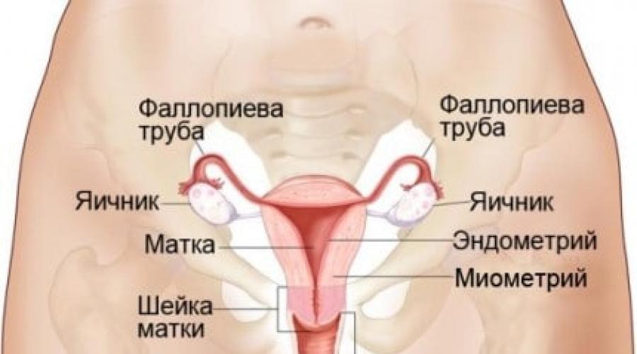 Функции внутренних половых органов. Внутренние половые органы женщины