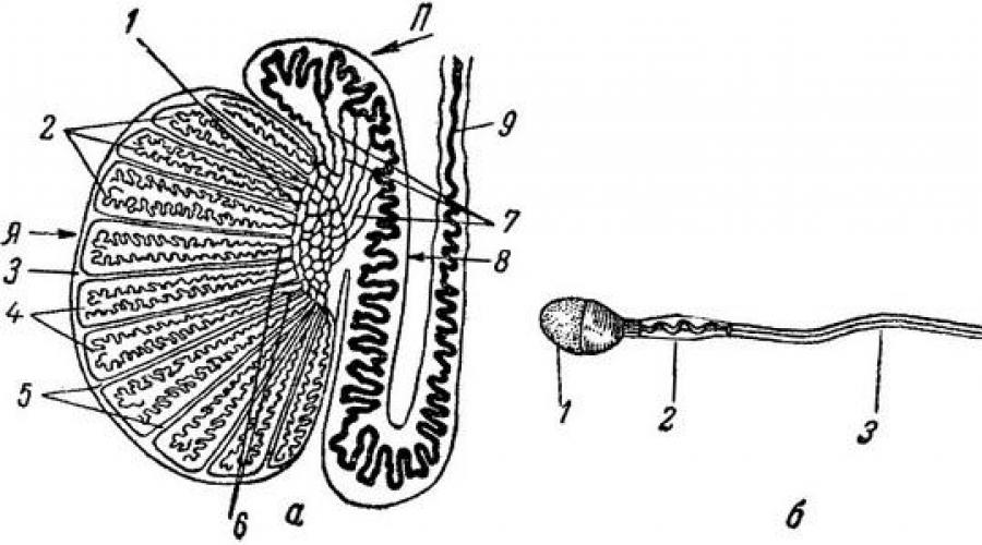 Строение члена. Мужская половая система анатомия яичко. Мужская половая система строение семенника. Строение мужской половой системы яичка. Яичко мужская система анатомия.