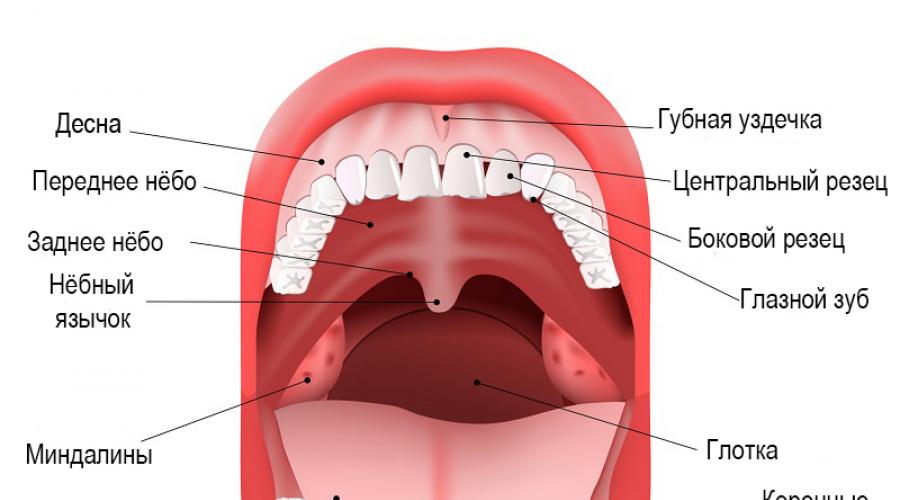 حكة في الفم: الأسباب والعلاج