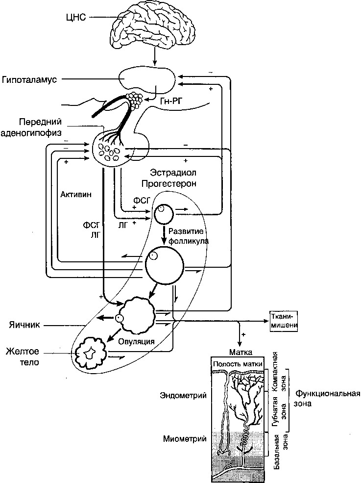 Схема регуляции репродуктивной функции женщины