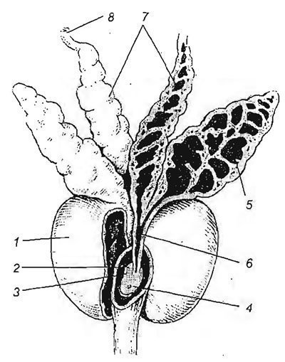 Рисунки половых органов. Семявыбрасывающий проток,предстательная железа анатомия. Семенные пузырьки анатомия строение. Мужская половая система семенные пузырьки.