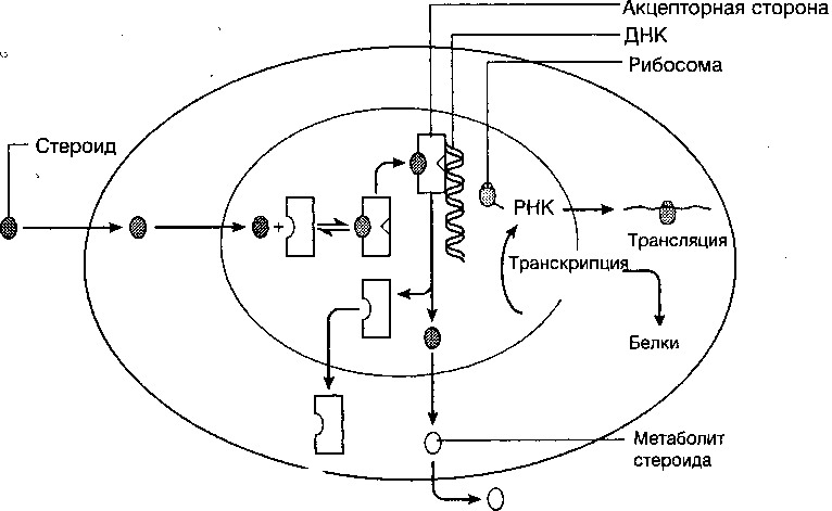 Схема действия стероидных гормонов