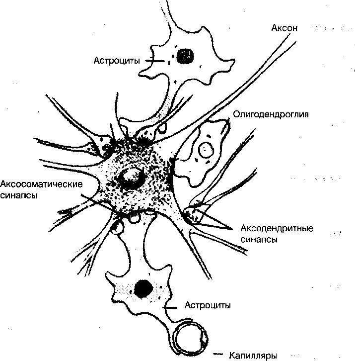 Глиальные клетки рисунок с подписями